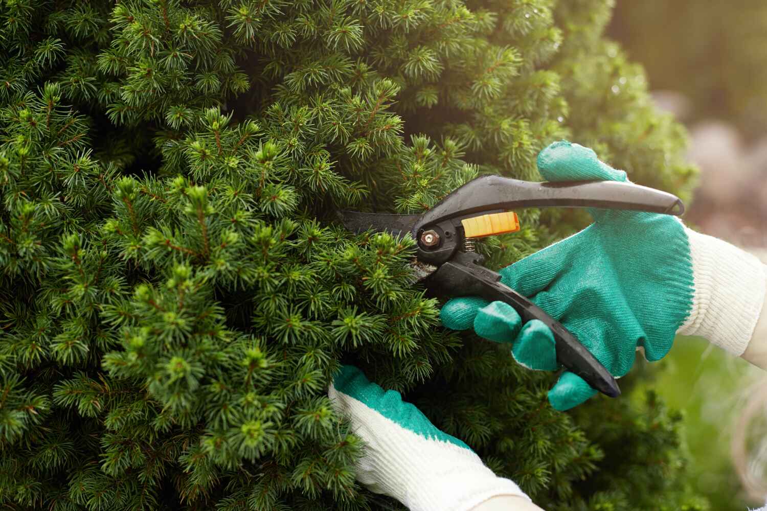 Best Best Tree Removal Services  in Mary Esther, FL